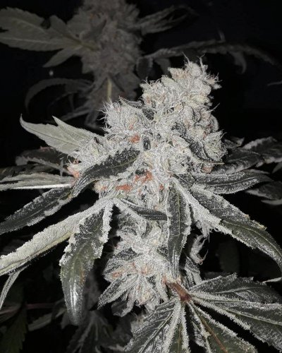 Let's See Your Frostiest Flowers