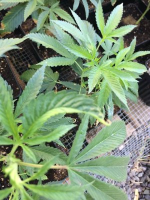 Tobacco Leafing??