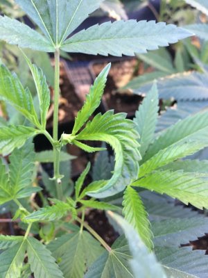 Tobacco Leafing??