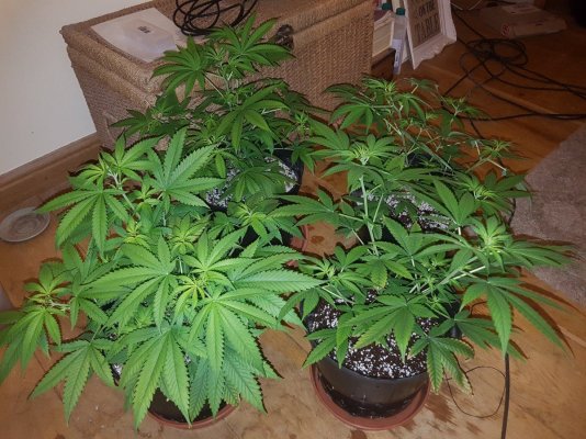 first-grow-in-coir-2nd-week-of-1212.jpg