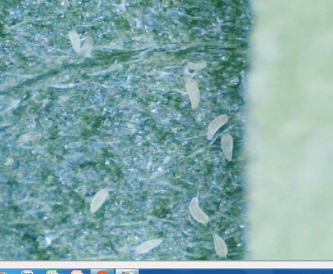 Help With Pest Id Pics?