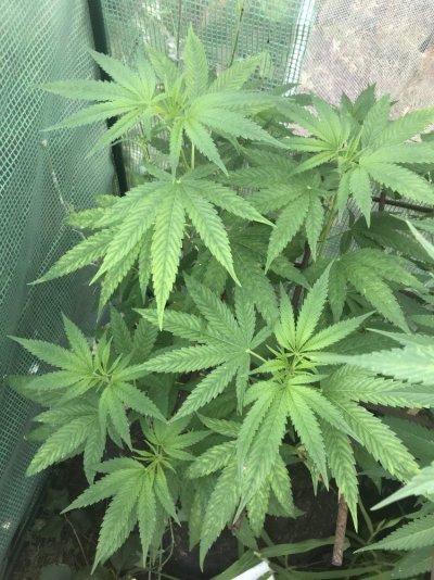 Help Outdoor