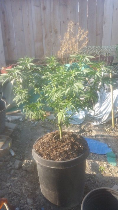 My Girls Getting Bigger.. Just About That Time For Preflower Season  :)