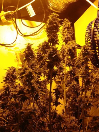iglm-super-skunk-auto-gold-leafgg4.jpg