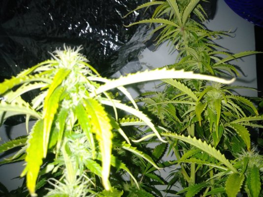 iglm-super-skunk-auto-gold-leafgg4-6.jpg