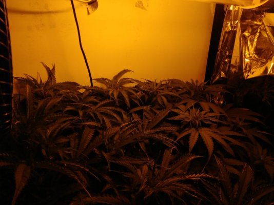 iglm-super-skunk-auto-gold-leafgg4-10.jpg