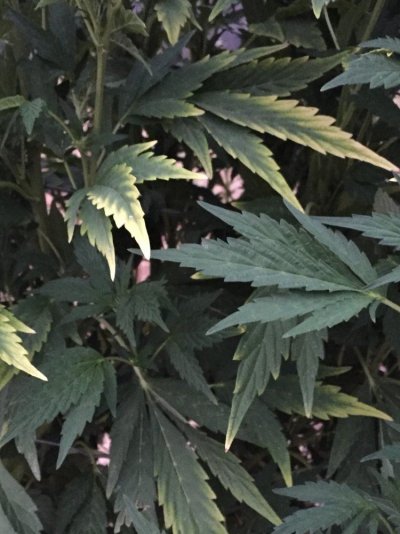 yellow-leaves-lower-mid-top-started-with-tips-4.jpg