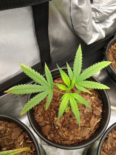 new-clones-still-burning-3.jpg