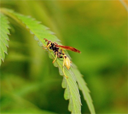 Euro Wasp.JPG