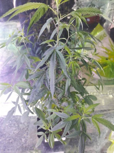 3-leaf-clones-chicken-feet-6.jpg