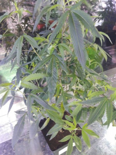 3-leaf-clones-chicken-feet-8.jpg