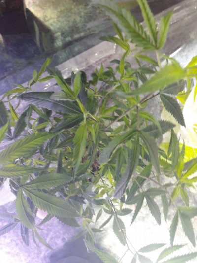 3-leaf-clones-chicken-feet-9.jpg