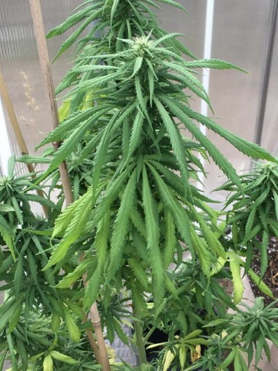 down-folding-leaves-pale-in-color-2.jpeg