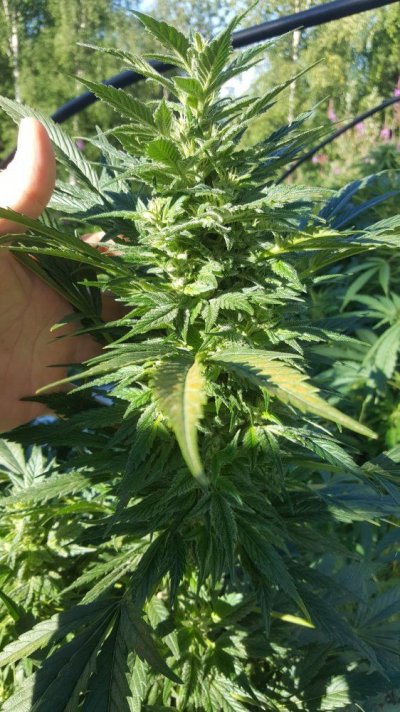 2018 Interior Alaska Outdoor Automango F3 Grow