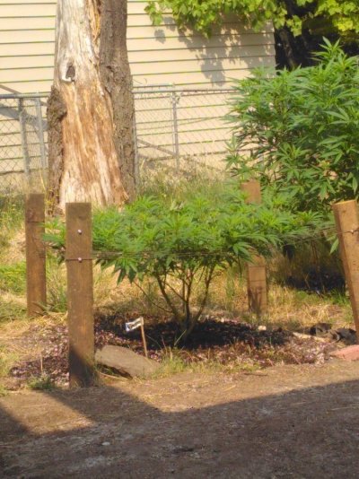 scrog-oregon-outdoor-stretch-2.jpg