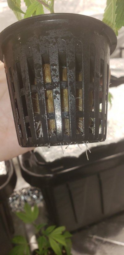 20180809_202759.jpg