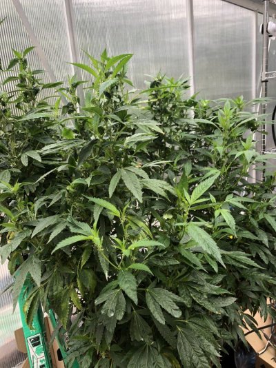 Scrog Oregon Outdoor Stretch