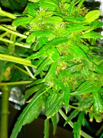 26 Days 12/12 From Seed