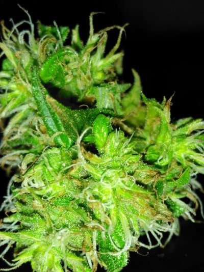 29 Days In 12/12 Flowering