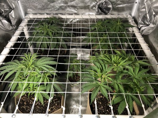 1st-grow-status-wpics---advice-and-critiques-15-aug-3.jpg