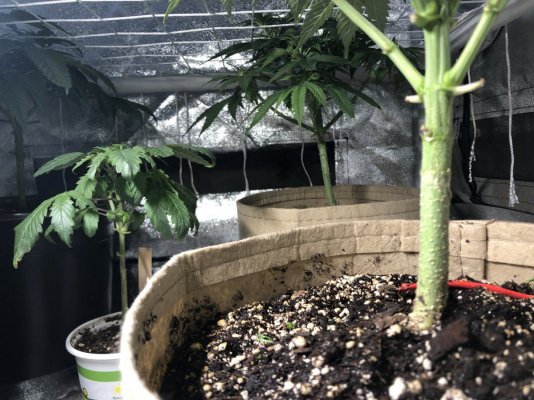 1st Grow Status (w/pics) - Advice And Critiques (15 Aug)