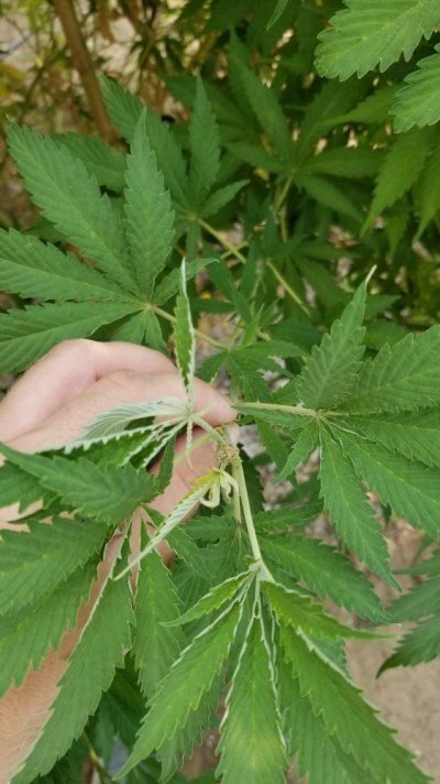 confirm-russet-mites.jpg