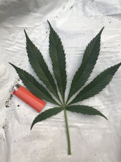 2018 First Time Organic Garden. Humboldt, Ca.