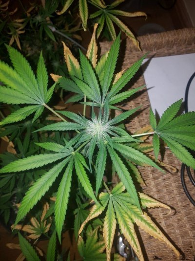 Please Help, Yellow Leaves In Flower