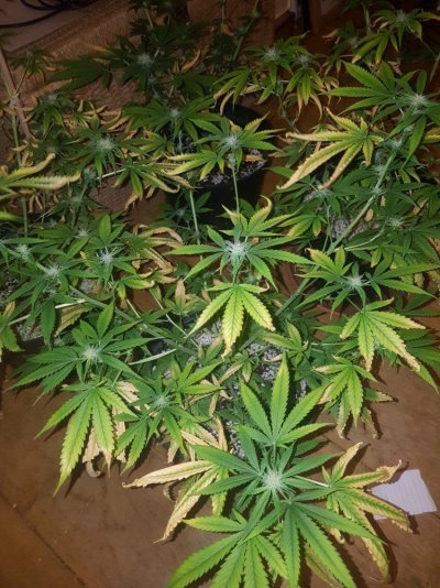 Please Help, Yellow Leaves In Flower