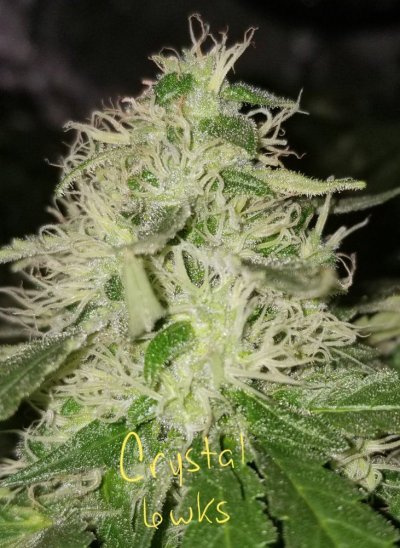 Growing Medium Question