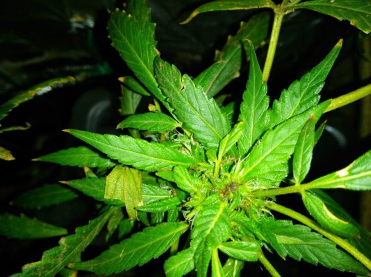 29 Days In 12/12 Flowering