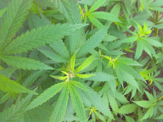 scrog-stunt-w-pics-vote-please.jpg