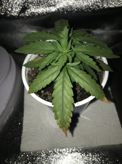 Potassium Deficiency?