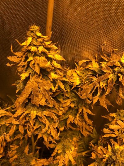 plant-diagnosis-6.jpeg