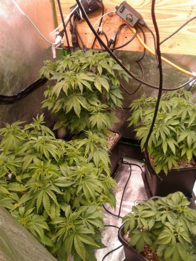 Sept 1 (or Aug1) 4 X 4 Tent Is Cleaned And Ready