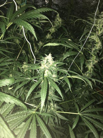 I Need Help First Time Grower