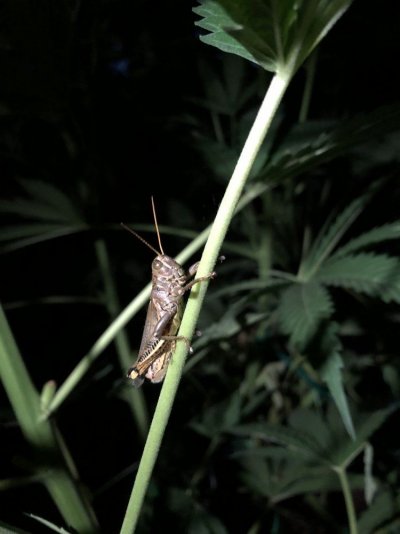 1782648D-D814-40D4-A194-2DE5873DE2DB.jpeg