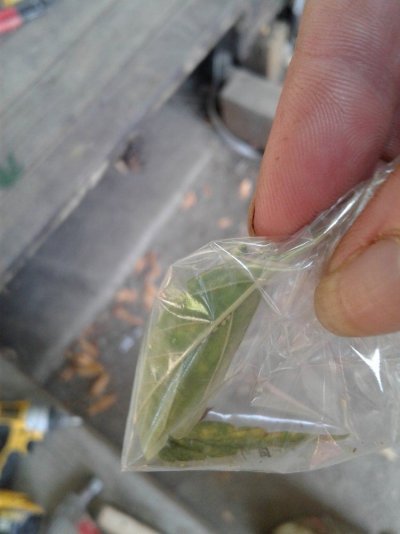need-help-to-identify-possibly-2-different-bugs-2.jpg