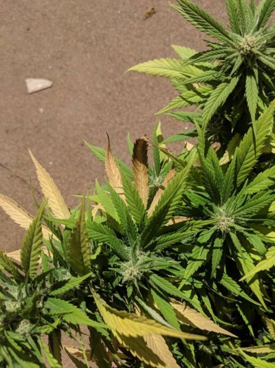 nitrogen-deficient-not-sure-please-help-3.jpg