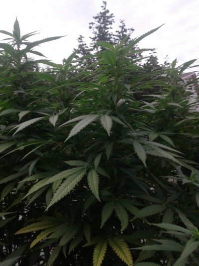 20180903_083607.jpg
