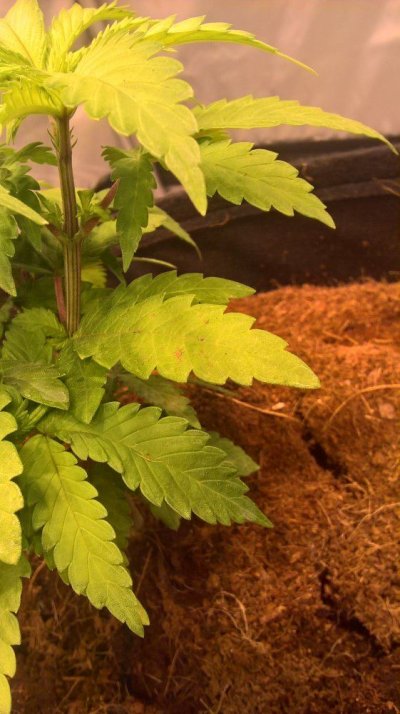 multiple-problems-in-coco-first-time-growing-9.jpg