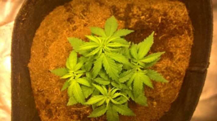 multiple-problems-in-coco-first-time-growing-16.jpg