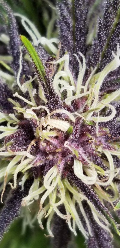 Has Anyone Seen This  Before In Flowering???