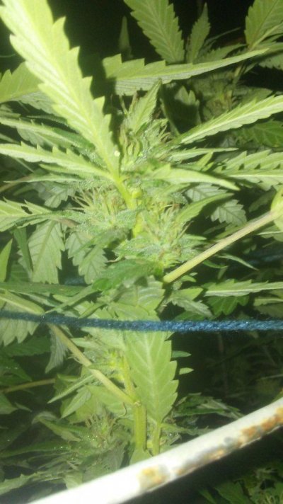 Blueberry.
