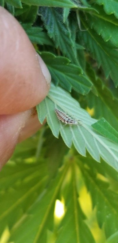 Has Anyone Seen This  Before In Flowering???