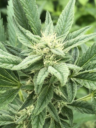 Cookies N Cream F1 R.i.p.