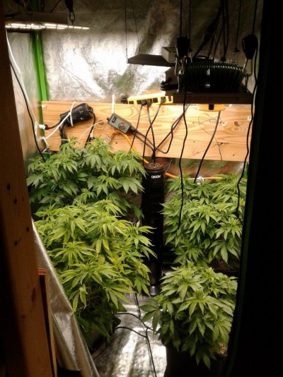 Sept 1 (or Aug1) 4 X 4 Tent Is Cleaned And Ready