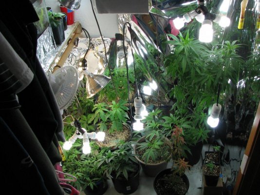 my-medical-joy-garden.jpg