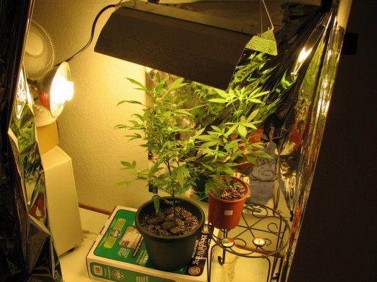my-medical-joy-garden-5.jpg