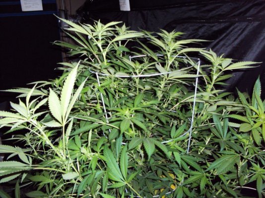 sour-cali-achilles-e32-trainwreck-x-sour-d-4.jpg